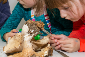 Kinder untersuchen ein Stück Holz